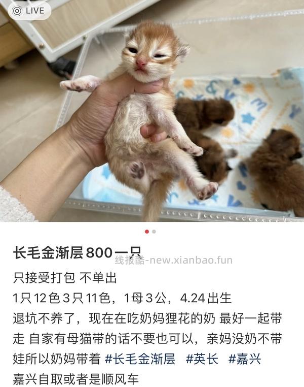 讨论/【科普】曾经宠物行业就业人员带大家看看真实后院猫的生存环境 - 线报酷