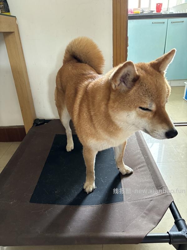 【车暂走】kh行军床中号好价54 - 线报酷