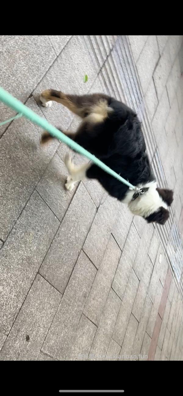 【车走】平价貌美牵引绳 - 线报酷