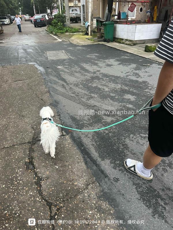 【车走】平价貌美牵引绳 - 线报酷