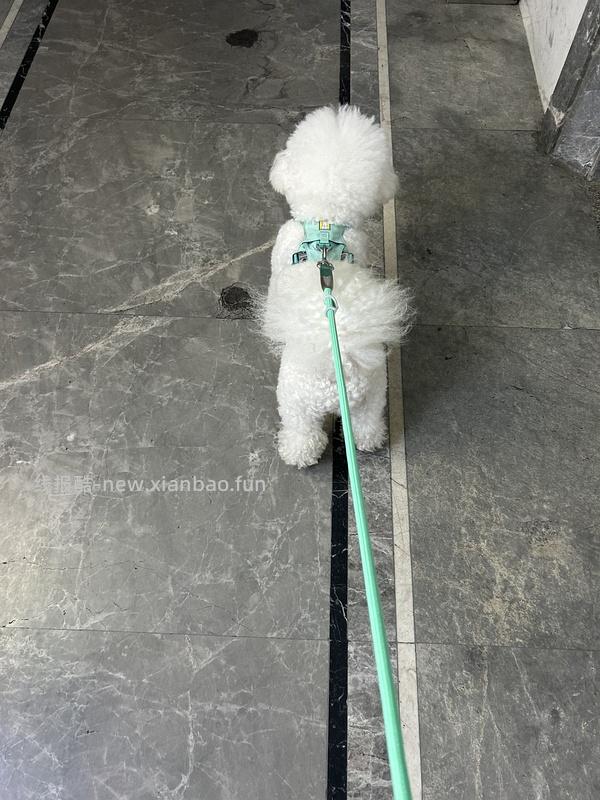 【车走】平价貌美牵引绳 - 线报酷