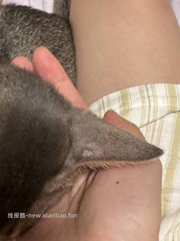 讨论/【科普】激情安利伊曲康唑治疗猫癣！！伊曲康唑真的伤肝吗？辟谣！！！ - 线报酷