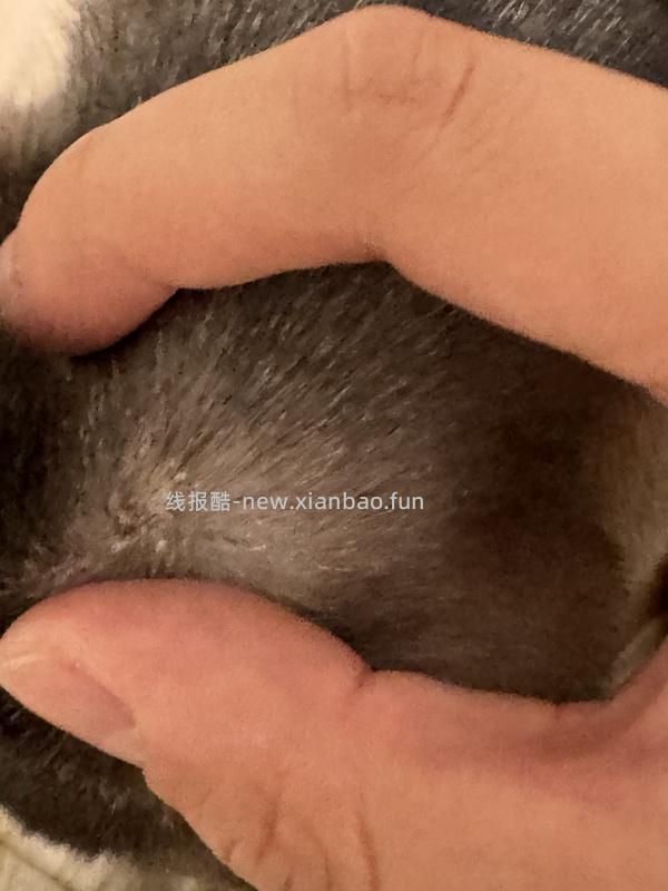 讨论/【科普】激情安利伊曲康唑治疗猫癣！！伊曲康唑真的伤肝吗？辟谣！！！ - 线报酷