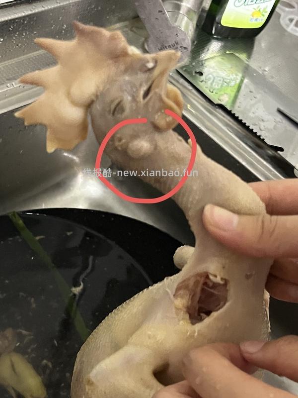 老母鸡简单作业 - 线报酷