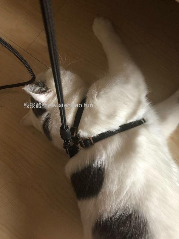 讨论/【教程】进阶版教程——如何将不到10块钱的牵引绳改造成100+的科学牵引绳 - 线报酷