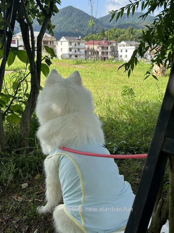 【车走】平价貌美牵引绳 - 线报酷