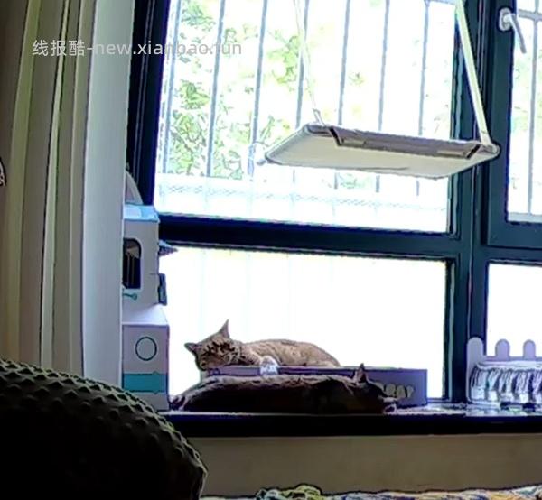 讨论/【科普】多猫家庭中几种不易察觉的冲突 - 线报酷