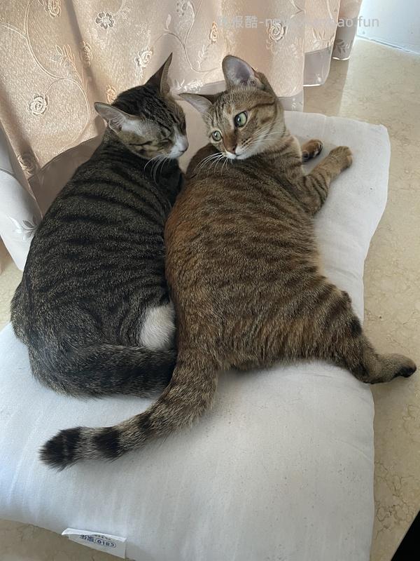 讨论/【科普】多猫家庭中几种不易察觉的冲突 - 线报酷