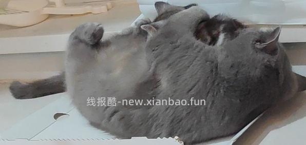 讨论/【科普】多猫家庭中几种不易察觉的冲突 - 线报酷