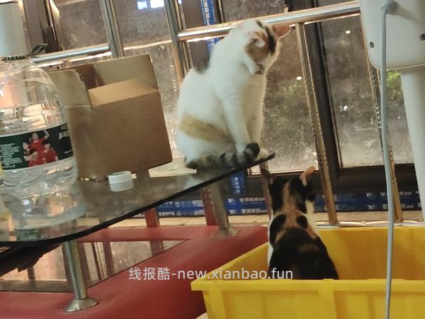 讨论/【科普】多猫家庭中几种不易察觉的冲突 - 线报酷