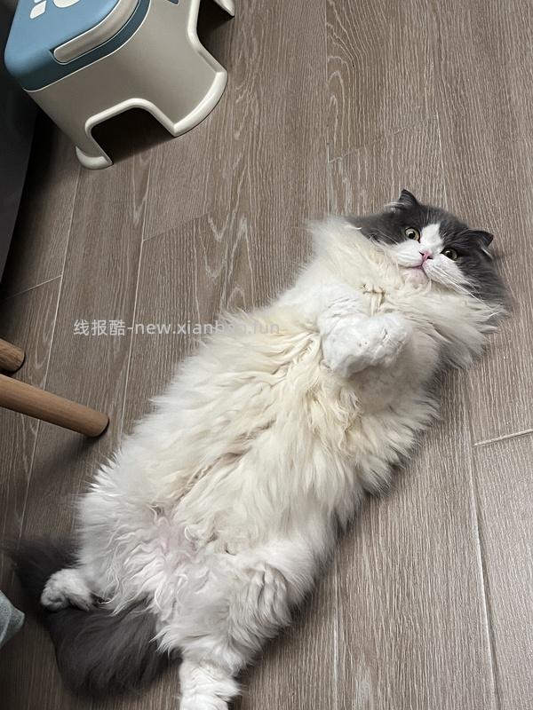 讨论/【科普】问答系列：干猫粮对你崽的胃口做了什么！ - 线报酷