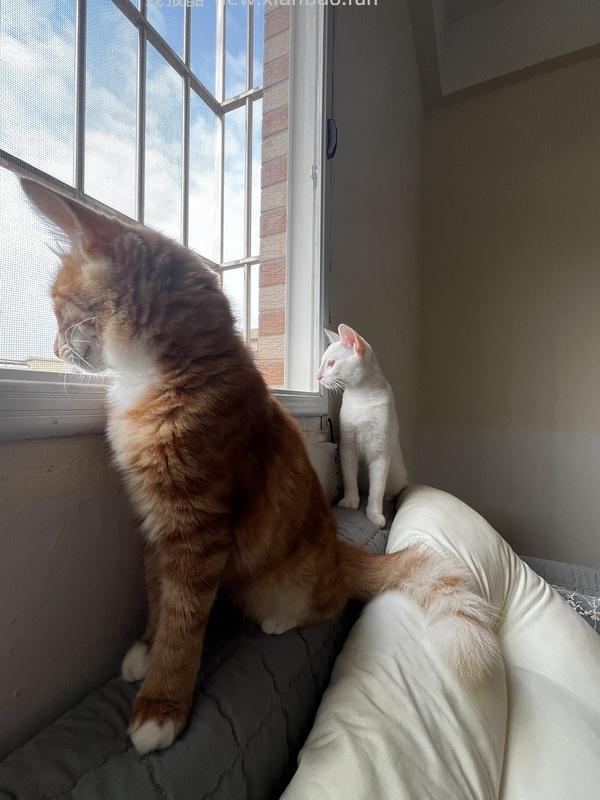 讨论/【科普】多猫家庭中几种不易察觉的冲突 - 线报酷