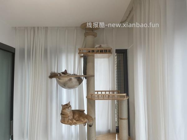 讨论/【科普】多猫家庭中几种不易察觉的冲突 - 线报酷