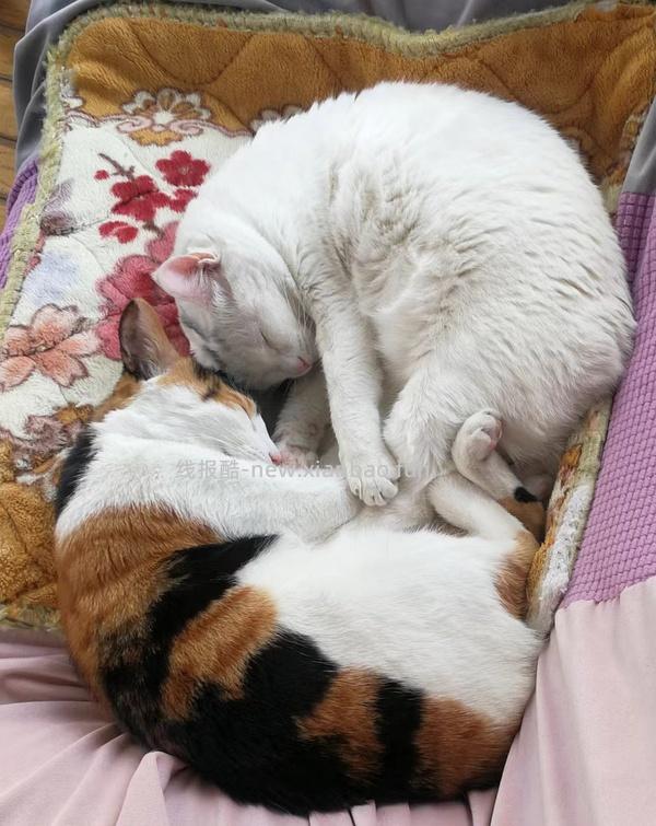 讨论/【科普】多猫家庭中几种不易察觉的冲突 - 线报酷