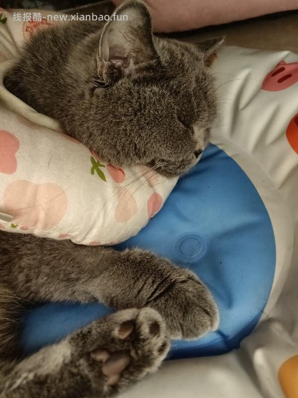 讨论/【科普】猫罕见胸腺瘤 - 线报酷