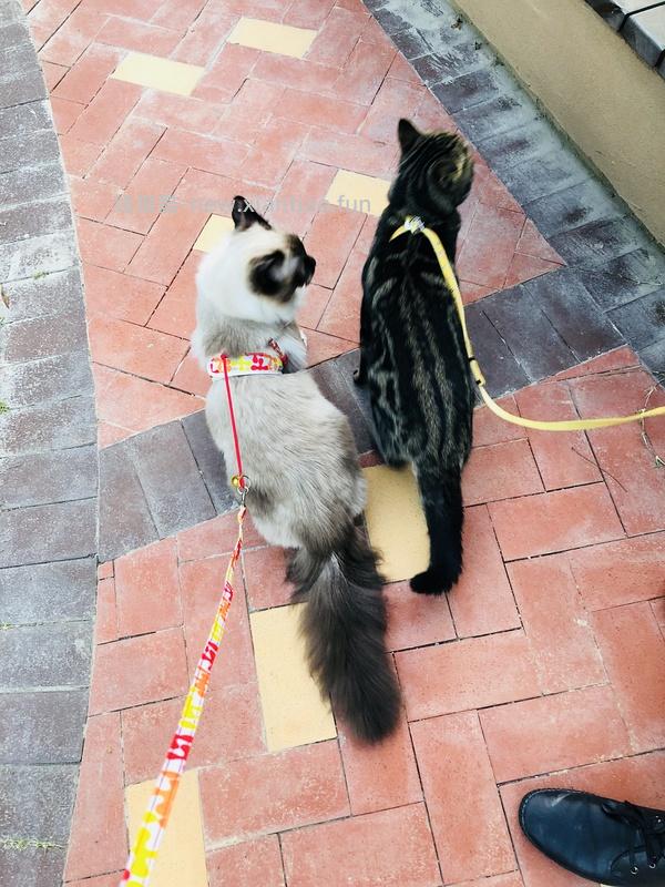 讨论/【教程】进阶版教程——如何将不到10块钱的牵引绳改造成100+的科学牵引绳 - 线报酷