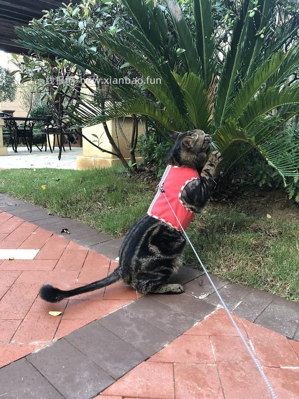 讨论/【教程】进阶版教程——如何将不到10块钱的牵引绳改造成100+的科学牵引绳 - 线报酷