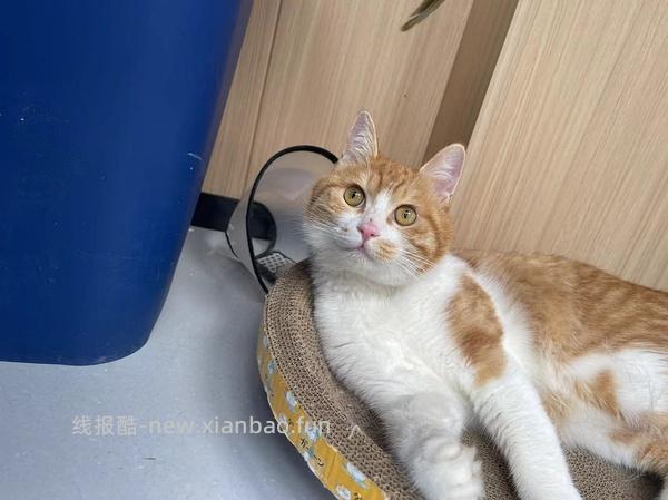 讨论/【科普】猫罕见胸腺瘤 - 线报酷