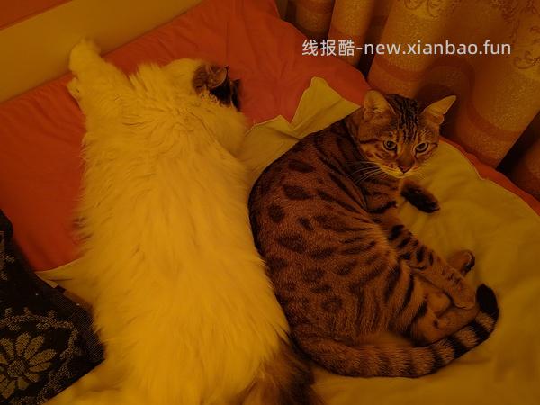 讨论/【科普】多猫家庭中几种不易察觉的冲突 - 线报酷