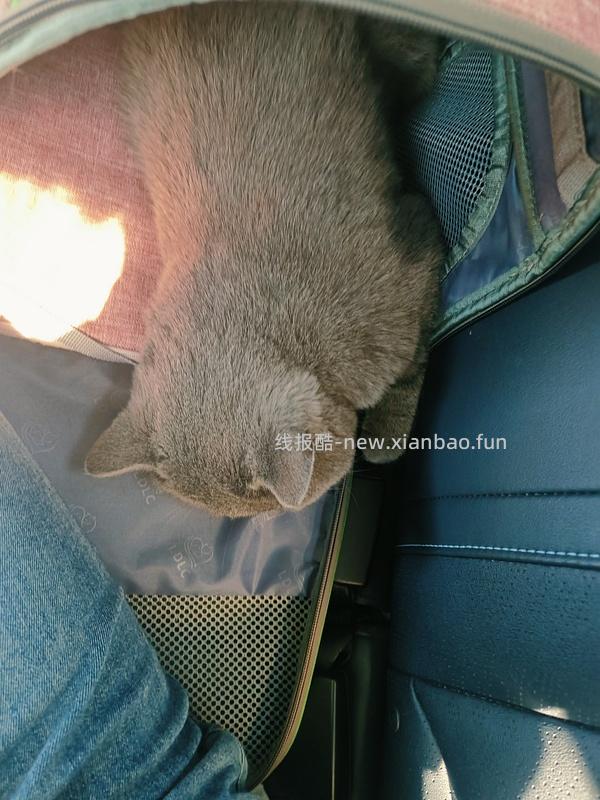 讨论/【科普】猫罕见胸腺瘤 - 线报酷