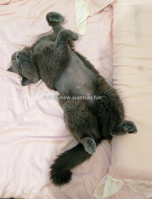 讨论/【科普】猫罕见胸腺瘤 - 线报酷