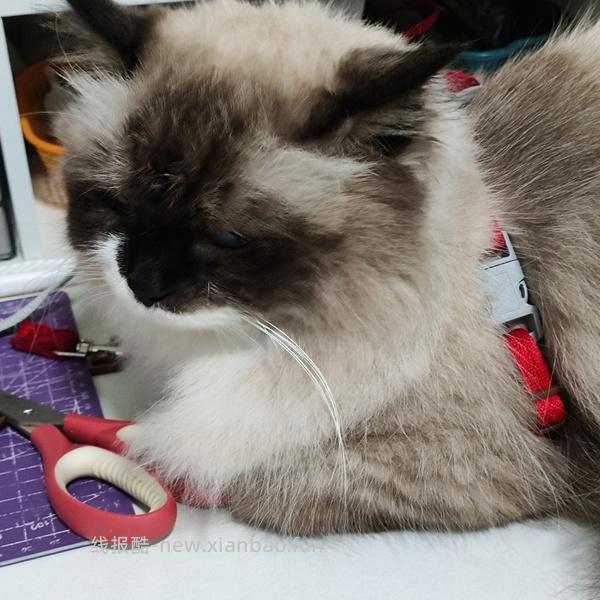 讨论/【教程】进阶版教程——如何将不到10块钱的牵引绳改造成100+的科学牵引绳 - 线报酷