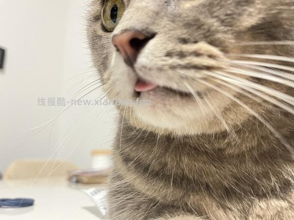 半价入Zeze巨可爱猫窝 - 线报酷