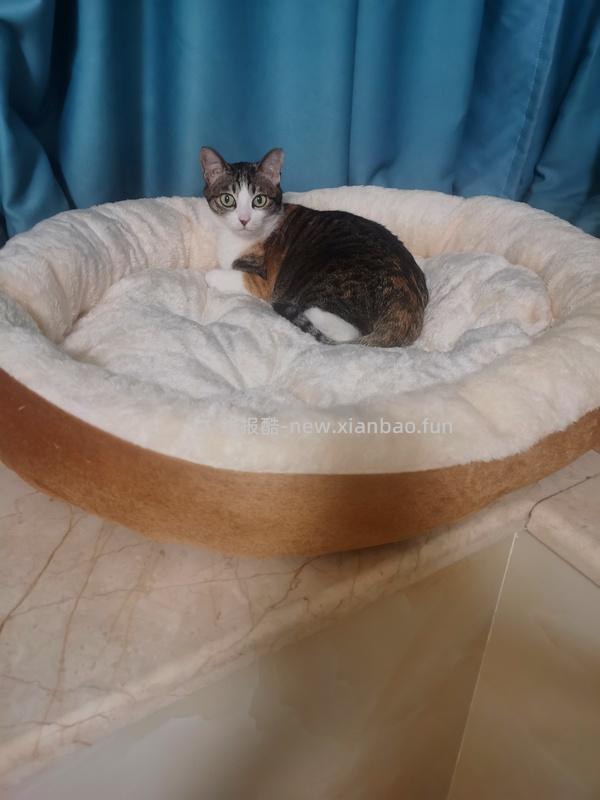 L码狗窝，不到10元 - 线报酷