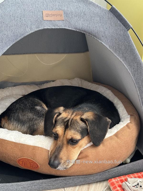 L码狗窝，不到10元 - 线报酷