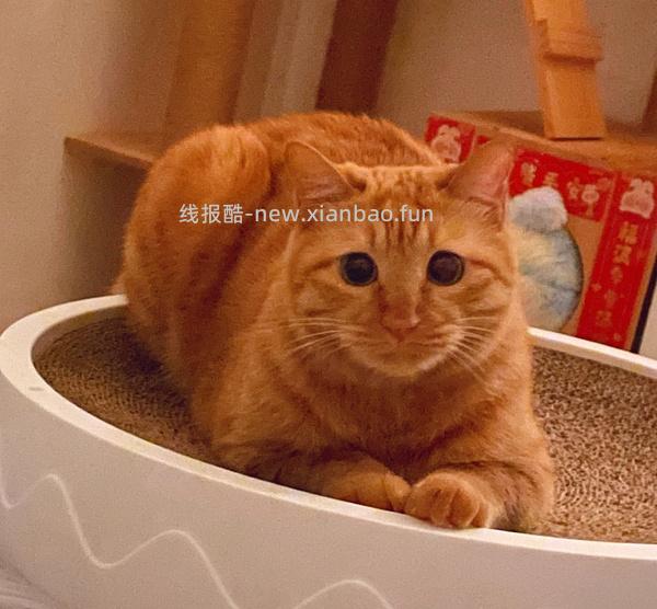 讨论/【科普】关于降低猫过敏症状的一些保健品分享（欢迎补充） - 线报酷