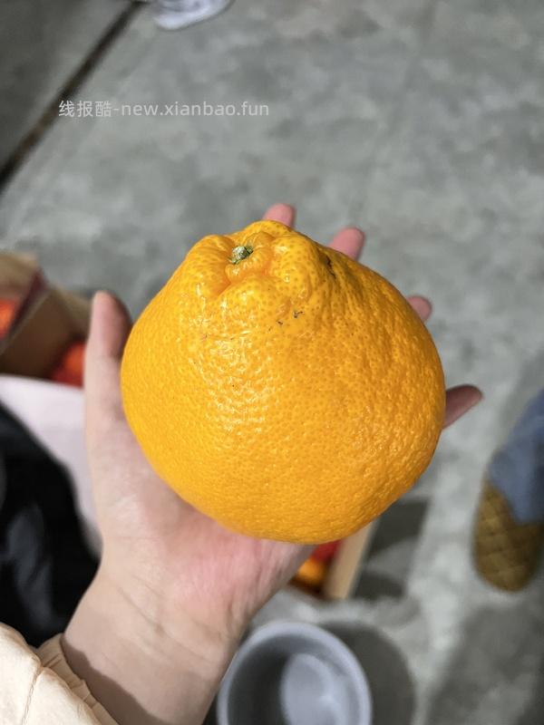 耙耙柑五斤大果 1.2车走（含反馈） - 线报酷