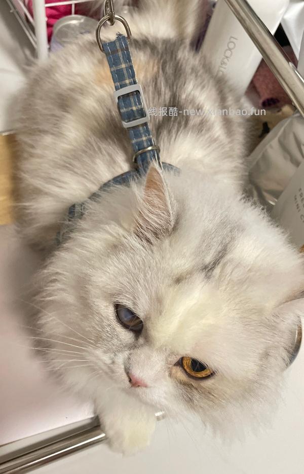 讨论/【教程】进阶版教程——如何将不到10块钱的牵引绳改造成100+的科学牵引绳 - 线报酷