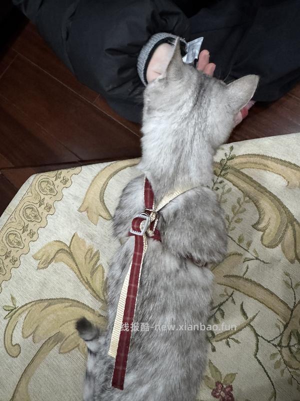 讨论/【教程】进阶版教程——如何将不到10块钱的牵引绳改造成100+的科学牵引绳 - 线报酷