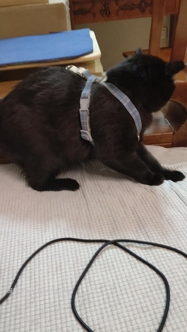 讨论/【教程】进阶版教程——如何将不到10块钱的牵引绳改造成100+的科学牵引绳 - 线报酷