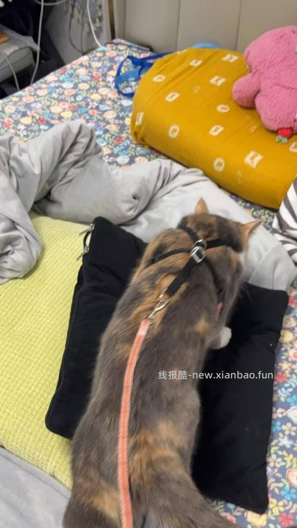 讨论/【教程】进阶版教程——如何将不到10块钱的牵引绳改造成100+的科学牵引绳 - 线报酷