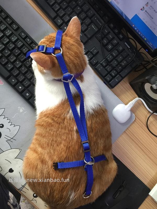 讨论/【教程】进阶版教程——如何将不到10块钱的牵引绳改造成100+的科学牵引绳 - 线报酷