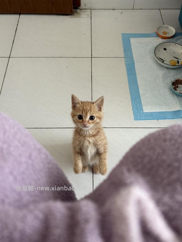 【科普】捡到一只小流浪怎么办！新猫到家干货省流贴！ - 线报酷