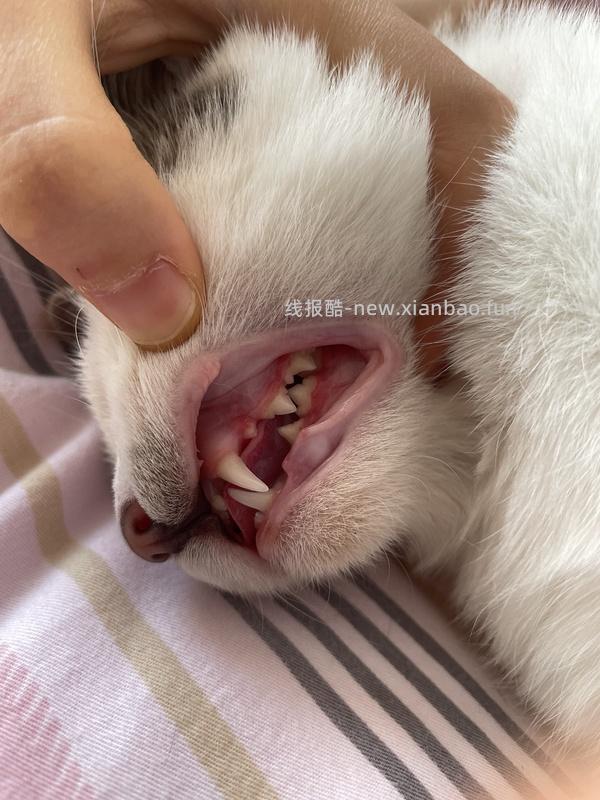 【科普】牙科问题和普通内科问题都可以留言，看到会回复 - 线报酷