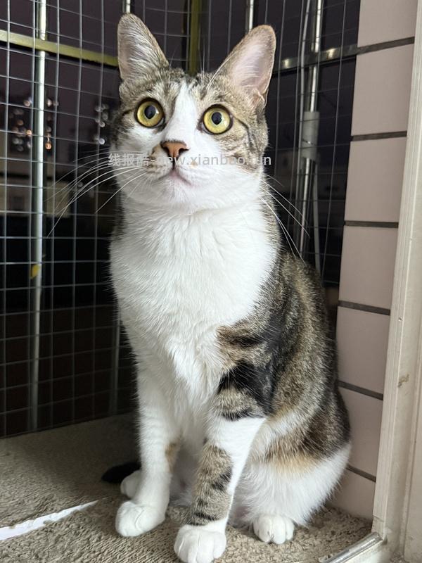 讨论/【科普】猫咪到底需不需要洗澡 - 线报酷