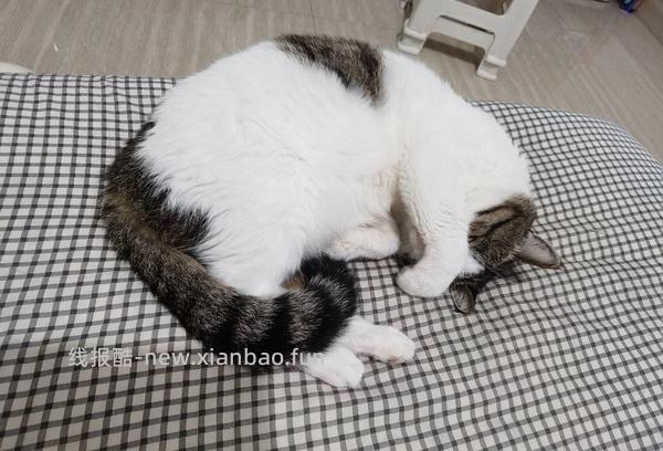 讨论/【科普】猫咪到底需不需要洗澡 - 线报酷