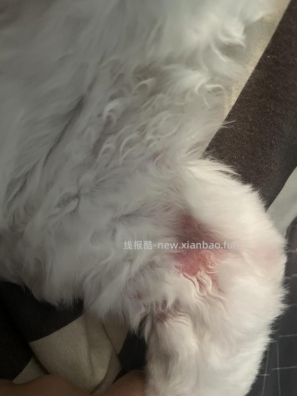 讨论/【科普】关于降低猫过敏症状的一些保健品分享（欢迎补充） - 线报酷