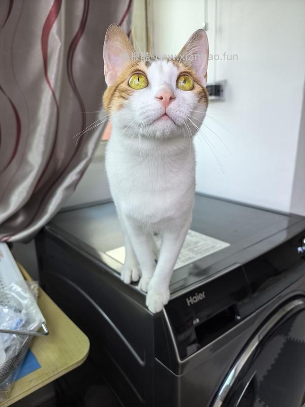 讨论/【科普】猫咪到底需不需要洗澡 - 线报酷