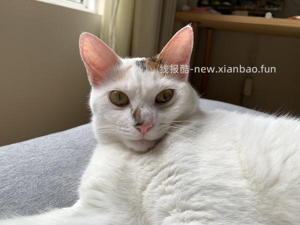 讨论/【科普】猫咪到底需不需要洗澡 - 线报酷