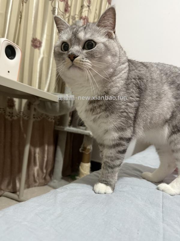 讨论/【科普】猫咪到底需不需要洗澡 - 线报酷