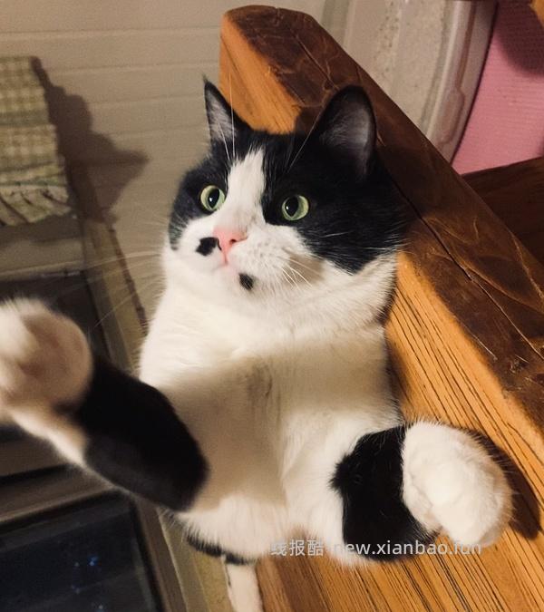 讨论/【科普】猫咪到底需不需要洗澡 - 线报酷