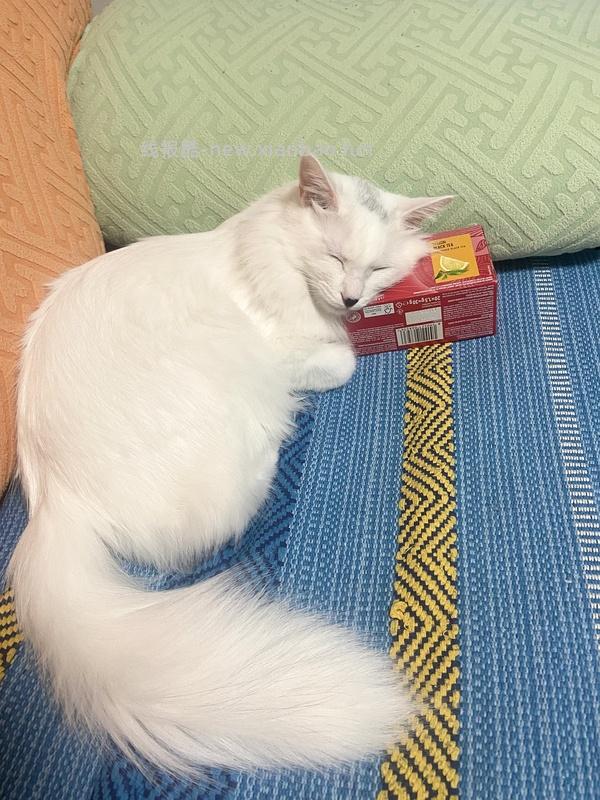 讨论/【科普】猫咪到底需不需要洗澡 - 线报酷