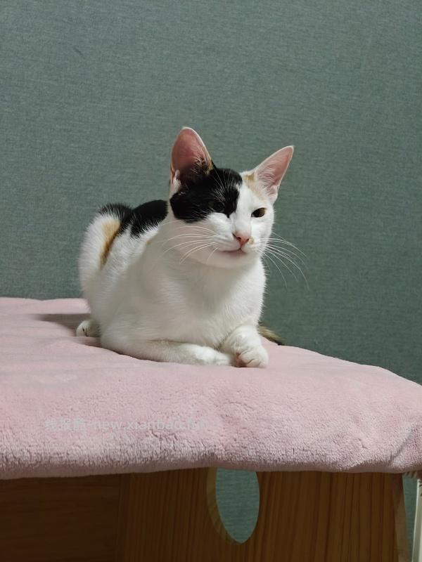 讨论/【科普】猫咪到底需不需要洗澡 - 线报酷