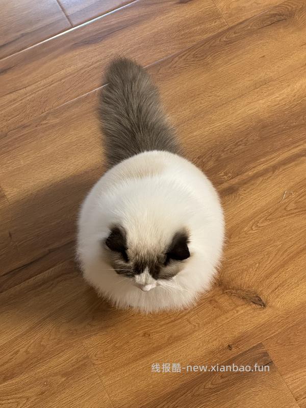 讨论/【科普】猫咪到底需不需要洗澡 - 线报酷