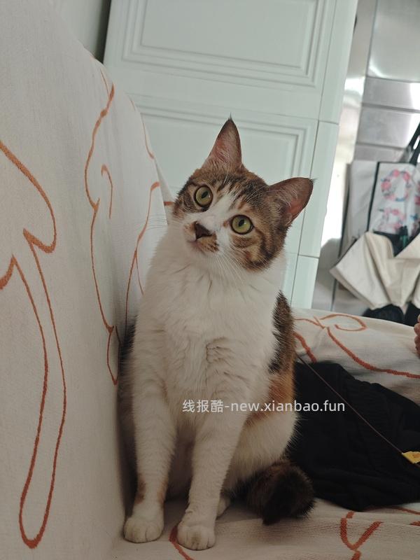 讨论/【科普】猫咪到底需不需要洗澡 - 线报酷