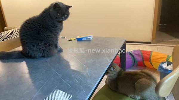 讨论/【科普】多猫家庭中几种不易察觉的冲突 - 线报酷